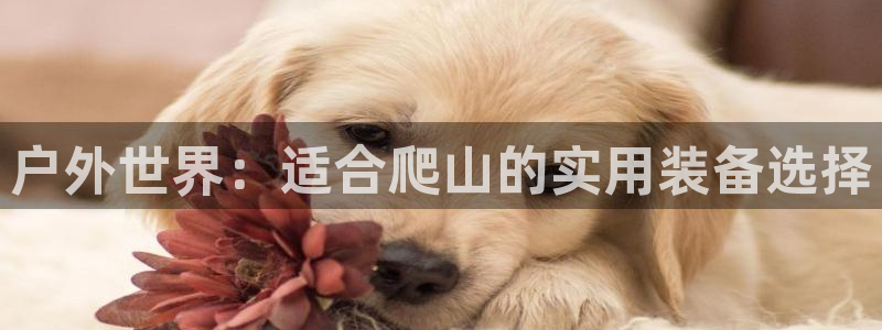 新宝 gg创造