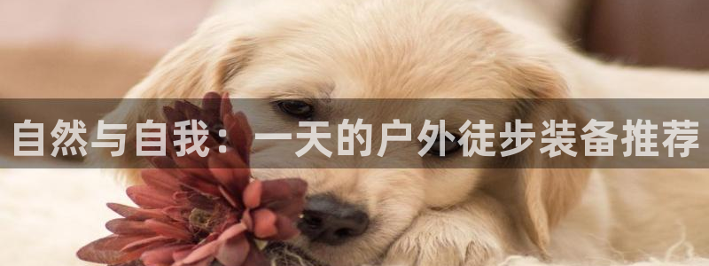 新宝gg直属上级